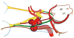 イラストレータータイプ